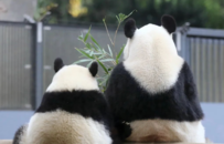 集全日本宠爱于一身，熊猫香香下周回国，它不只是可爱而已……