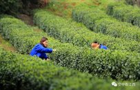 航拍江西春日秀美茶园 满园翠绿采摘忙（图）