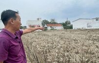 现场直击河南多县“抢收”小麦：人休息机器不休息，工作人员每天值守