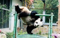花花萌兰们是怎样成为顶流的？