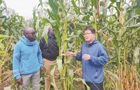 玉米产量提高了99%—240%！一个中国科研团队和一个非洲国家的十二年