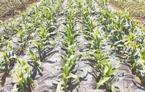 玉米产量提高了99%—240%！一个中国科研团队和一个非洲国家的十二年