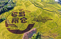 丰收节背后的重庆梁平：三张“金色”名片绘就乡村振兴新图景