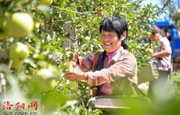 洛宁县上戈镇：打造优质苹果产业链 走好“金果”致富路