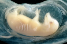 中国科学家首次在猪胚胎中培育出含人类细胞的心脏，器官短缺难题迎曙光
