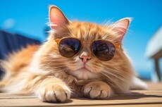 一边上头一边反胃，AI猫片为何让人停不下来