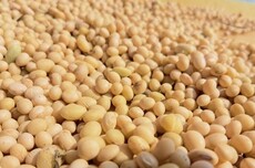 大豆不只能做豆腐！清华团队把大豆做成固态电池电解质 安全且环保