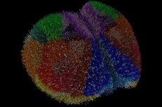 科学家构建迄今规模最大动物大脑模拟系统:完整复现小鼠900万神经元、260亿个突触