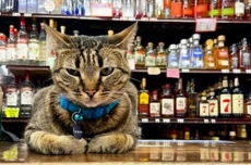 明星猫被撞死后 谷歌自动驾驶公司Waymo陷公关危机