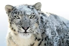 “零新功能”的苹果Snow Leopard奠定Mac系统后续进化基石