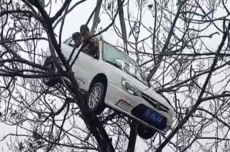 真不是AI制作！一轿车挂在大树上：有人被困车内