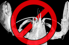 谷歌连夜封禁，全行业集体堵截，OpenClaw到底动了谁的蛋糕？