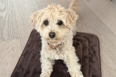 离谱！工程师让小狗乱按键盘：AI竟真把乱码做成了游戏