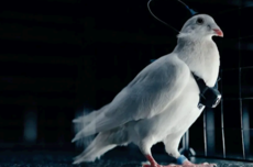 俄罗斯一公司将鸽子变脑控无人机：一天飞行500公里无需换电池