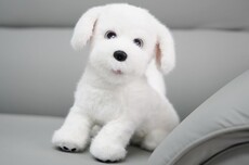 会撒娇能成长！科沃斯毛团陪伴机器人图赏