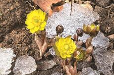 长春友谊公园冰凌花绽放