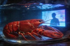 你以为在养龙虾，其实龙虾在养你