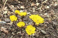 长春公园、长春南湖公园的冰凌花也开了