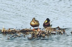 万鸟翔集太治愈！长春伊通河变身“候鸟天堂”