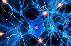 日本团队训练大鼠神经元,可实时执行AI计算任务