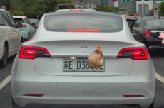 新能源车牌绿色变白色，网传“做旧褪色”教程引热议