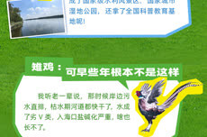 假如潍水的鸟儿们会说话，它们会聊些什么？