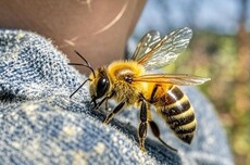 美国妹子患怪病痛不欲生 每周用30只蜜蜂疯狂蜇自己