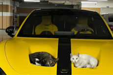 小米SU7 Ultra双风洞被2只猫霸占 网友戏称60万内最好的猫窝
