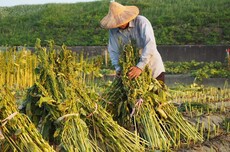 67岁农民大伯误信AI推荐除草剂,150亩芝麻苗一夜枯萎