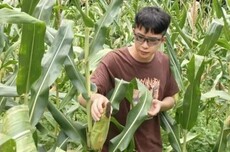 华为天才少年宁博宇离职！放弃百万年薪，回村卖玉米