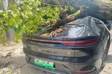 比亚迪汉遭大树压顶乘员舱完好，车主表态“换车仍选比亚迪”