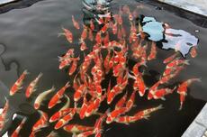 别光转发锦鲤了，山东要从民间选个“锦鲤冠军”