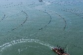 从种业到渔业，山东“蓝色粮仓”何以敢为天下先？