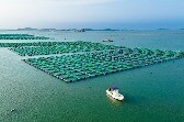 片区化推进乡村振兴，山东各地这么干