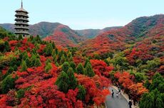 秋色正酣，山东多地陆续进入“最佳观赏期”
