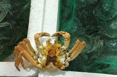 今年大闸蟹价格跳水，网友猜测能实现“大闸蟹自由”！商户：确实便宜了，但更好的蟹还没上市
