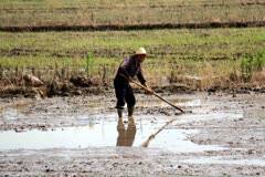 农村老汉受雇种地,一天100元钱,还管顿中饭配盒香烟和酒!