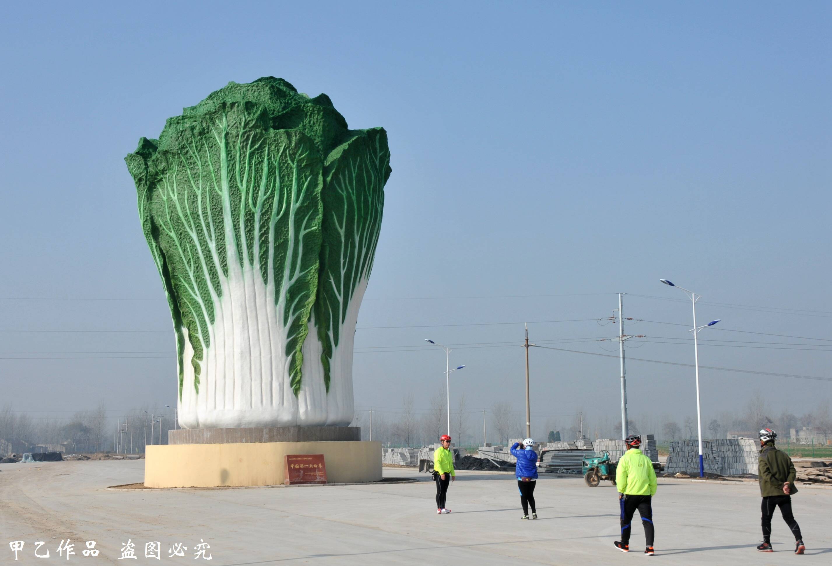 这棵"大白菜"是普通白菜40倍 成为全国第一"白菜"