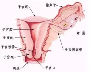 男人不坏女人不爱？流产吃什么补身体最快？-不幸流产吃什么进补最好