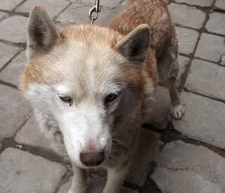 山东枣庄称捕获白色母狼 网友:是我家哈士奇(图)