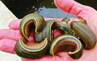 日本男子养半米长水蛭当宠物 用自己血液喂养