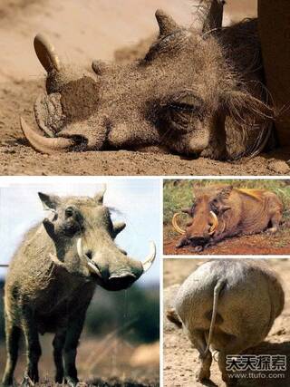世界"最丑"动物大盘点 看的寒毛直竖