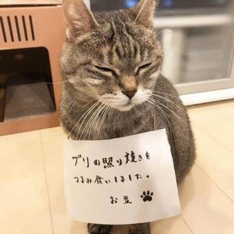猫咪犯错后 主人会给它们挂上牌子好好反省 凤凰网