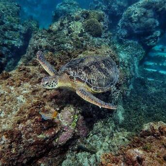 小琉球是台湾唯一的一座珊瑚礁岛屿 凤凰网