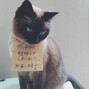 猫咪犯错后 主人会给它们挂上牌子好好反省 凤凰网