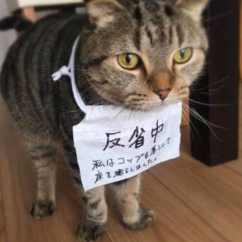 猫咪犯错后 主人会给它们挂上牌子好好反省 凤凰网