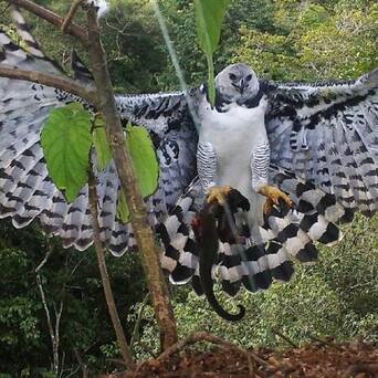 哈比鹰:长相沙雕的猛禽_凤凰网其他_凤凰网