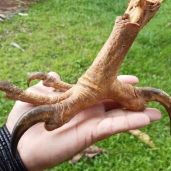 哈比鹰:长相沙雕的猛禽_凤凰网其他_凤凰网