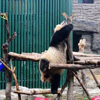 在北京動物園,平日遊客喧囂嘈雜的大熊貓館裡,難得清靜的大熊貓們不懼