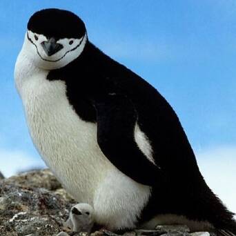 帽带企鹅头部下面有一条黑色的纹带,使它们看上去好像在戴着盔帽一般